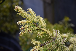 Aurea Jakobsen Norway Spruce (Picea abies 'Aurea Jakobsen') at A Very Successful Garden Center