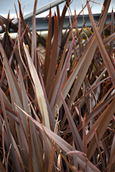 Rubra Nana New Zealand Flax (Phormium tenax 'Rubra Nana') at A Very Successful Garden Center
