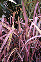 Evening Glow New Zealand Flax (Phormium 'Evening Glow') at A Very Successful Garden Center
