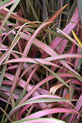 Jester New Zealand Flax (Phormium 'Jester') at A Very Successful Garden Center