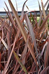 Special Red New Zealand Flax (Phormium 'Special Red') at Lakeshore Garden Centres