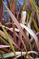 Margaret Jones New Zealand Flax (Phormium 'Margaret Jones') at Lakeshore Garden Centres