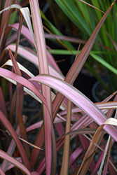Pink Panther New Zealand Flax (Phormium 'Pink Panther') at Lakeshore Garden Centres