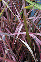 Pink Panther New Zealand Flax (Phormium 'Pink Panther') at A Very Successful Garden Center