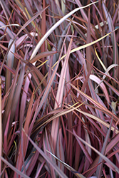 Red Dwarf New Zealand Flax (Phormium 'Red Dwarf') at Lakeshore Garden Centres
