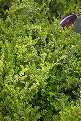 Maygreen Box Honeysuckle (Lonicera nitida 'Maygreen') at A Very Successful Garden Center