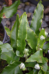 Hart's Tongue Fern (Phyllitis scolopendrium) at Stonegate Gardens