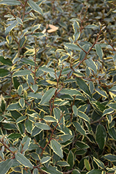 Hosoba Fukurin Silverberry (Elaeagnus x ebbingei 'Hosoba Fukurin') at Lakeshore Garden Centres