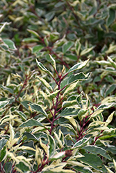 Variegated Portuguese Laurel (Prunus lusitanica 'Variegata') at Lakeshore Garden Centres