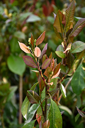 Palette Chinese Stranvaesia (Stranvaesia davidiana var, undulata 'Palette') at A Very Successful Garden Center