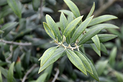 Haas Improved Manzanillo European Olive (Olea europaea 'Haas Improved Manzanillo') at A Very Successful Garden Center
