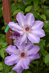 Vancouver Daybreak Clematis (Clematis 'Vancouver Daybreak') at A Very Successful Garden Center