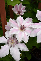 Vancouver Mystic Gem Clematis (Clematis 'Vancouver Mystic Gem') at A Very Successful Garden Center