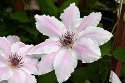 Vancouver Mystic Gem Clematis (Clematis 'Vancouver Mystic Gem') at A Very Successful Garden Center