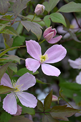 Fragrant Spring Clematis (Clematis montana 'Fragrant Spring') at A Very Successful Garden Center
