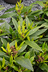 Sawtoothed Japanese Aucuba (Aucuba japonica 'Serratifolia') at Stonegate Gardens