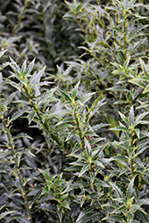 Myrtifolia English Holly (Ilex aquifolium 'Myrtifolia') at Lakeshore Garden Centres