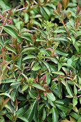 Wavy-leaved Chinese Stranvaesia (Stranvaesia davidiana var. undulata) at Lakeshore Garden Centres