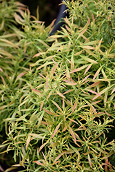 Dwarf Japanese Pieris (Pieris japonica 'Pygmaea') at Stonegate Gardens