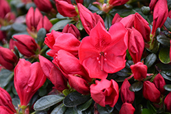 Caroline Azalea (Rhododendron 'Caroline') at A Very Successful Garden Center