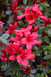 Red Red Azalea (Rhododendron 'Red Red') at A Very Successful Garden Center