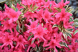 Bollywood Azalea (Rhododendron 'Farrow') at A Very Successful Garden Center