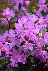 P.J.M. Checkmate Rhododendron (Rhododendron 'P.J.M. Checkmate') at Lakeshore Garden Centres