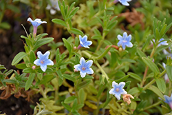 Heavenly Blue Lithodora (Lithodora diffusa 'Heavenly Blue') at Lakeshore Garden Centres