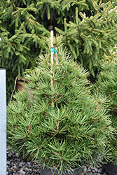 Picola Umbrella Pine (Sciadopitys verticillata 'Picola') at Lakeshore Garden Centres