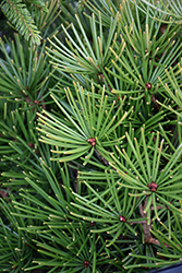 Picola Umbrella Pine (Sciadopitys verticillata 'Picola') at Lakeshore Garden Centres