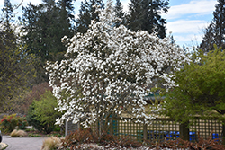 Cylindrical Magnolia (Magnolia cylindrica) at Stonegate Gardens