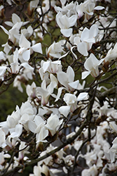 Cylindrical Magnolia (Magnolia cylindrica) at Stonegate Gardens
