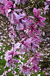 Eric Savill Sprenger's Magnolia (Magnolia sprengeri 'Eric Savill') at A Very Successful Garden Center