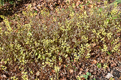Colchian Barrenwort (Epimedium pinnatum var. colchicum) at A Very Successful Garden Center
