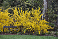 Lynwood Gold Forsythia (Forsythia x intermedia 'Lynwood Gold') at A Very Successful Garden Center