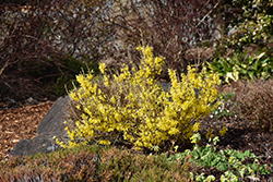 Bronx Forsythia (Forsythia viridissima 'Bronxensis') at Stonegate Gardens
