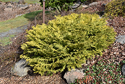 Golden False Arborvitae (Thujopsis dolabrata 'Aurea') at A Very Successful Garden Center