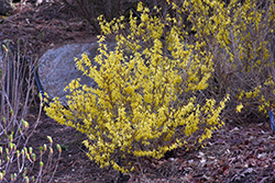 Kumson Forsythia (Forsythia viridissima 'Kumson') at Lakeshore Garden Centres