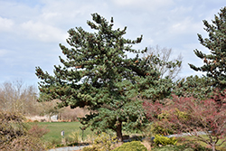 Blue Japanese Pine (Pinus parviflora 'Glauca') at Stonegate Gardens