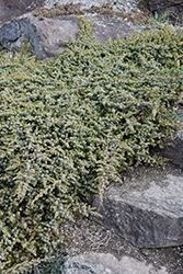 Silver Mist Juniper (Juniperus conferta 'Silver Mist') at Stonegate Gardens