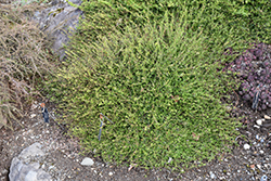 Kewensis Wintercreeper (Euonymus fortunei 'Kewensis') at Lakeshore Garden Centres