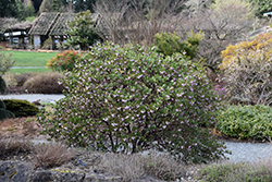 Common Manzanita (Arctostaphylos manzanita) at A Very Successful Garden Center