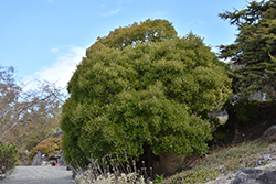 Mock Privet (Phillyrea latifolia) at A Very Successful Garden Center