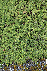 Christmas Bush (Baccharis magellanica) at A Very Successful Garden Center
