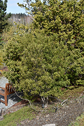 Magellan's Mayten (Maytenus magellanica) at A Very Successful Garden Center