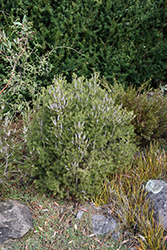 Alpine Bottlebrush (Callistemon pityoides) at Stonegate Gardens