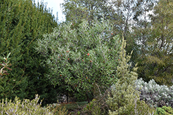 Royal Grevillea (Grevillea victoriae) at A Very Successful Garden Center