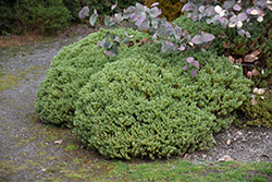 Topiaria Hebe (Hebe topiaria) at A Very Successful Garden Center