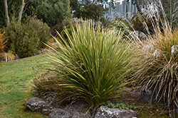 Cabbage Palm (Cordyline australis) at A Very Successful Garden Center