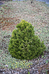 Tompa Dwarf Spruce (Picea abies 'Tompa') at A Very Successful Garden Center